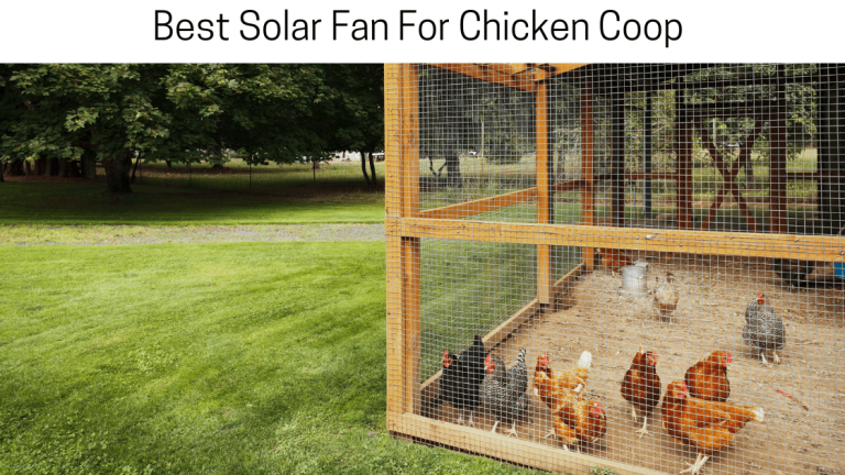 Best Solar Fan For Chicken Coop